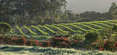 Vineyard view near Ingomar