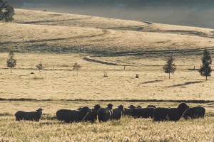 Backlit Sheep 1