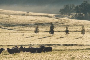 Backlit Sheep 2