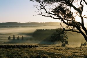 Sheep on Big Hill