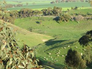 Brooks sheep 1
