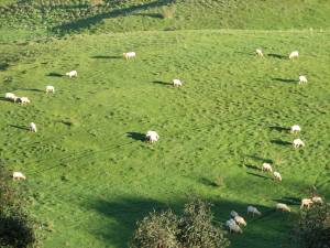 Brooks sheep 2