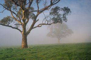 Misty trees