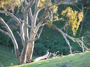 Sun on gum