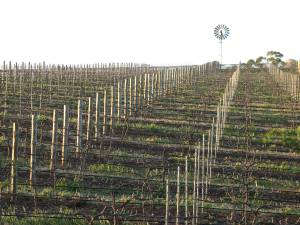 Vineyard 1