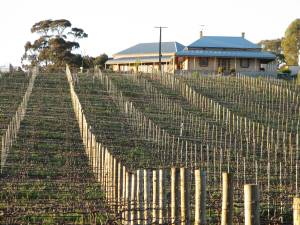 Vineyard 2