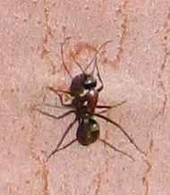 Ant on gum bark