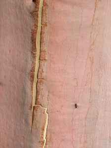Gum bark