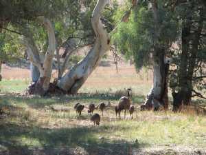 Emu family