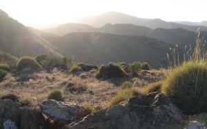 Spinifex