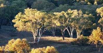 Early light on gum trees