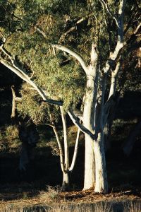 White gums
