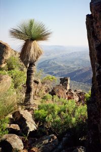 Yacca on St Mary's Peak