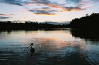 A pelican on the Murray