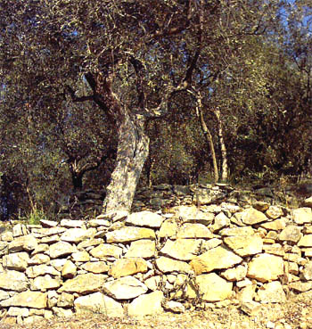 olivo.JPG