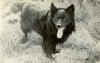 hund1.jpg (21083 Byte)