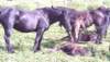 lpic0010_small.jpg