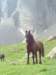 lpic0029_small.jpg