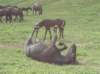 lpic0031_small.jpg
