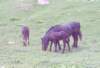 lpic0032_small.jpg