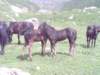 lpic0037_small.jpg
