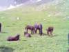 lpic0039_small.jpg