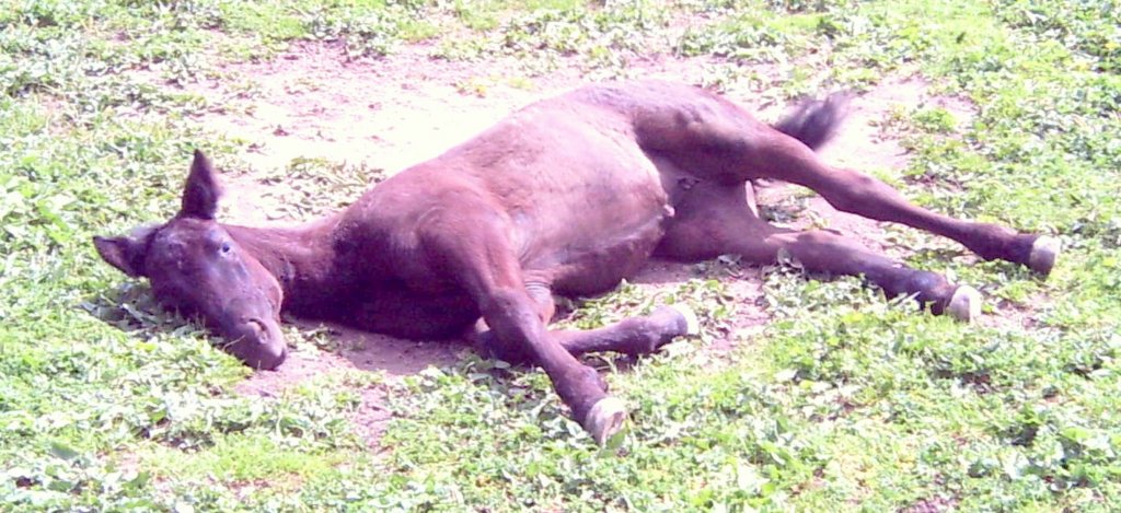 lpic0044.jpg