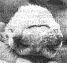 freaky kitten