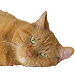 Morris the Cat