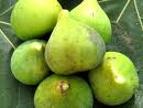 figs.jpg