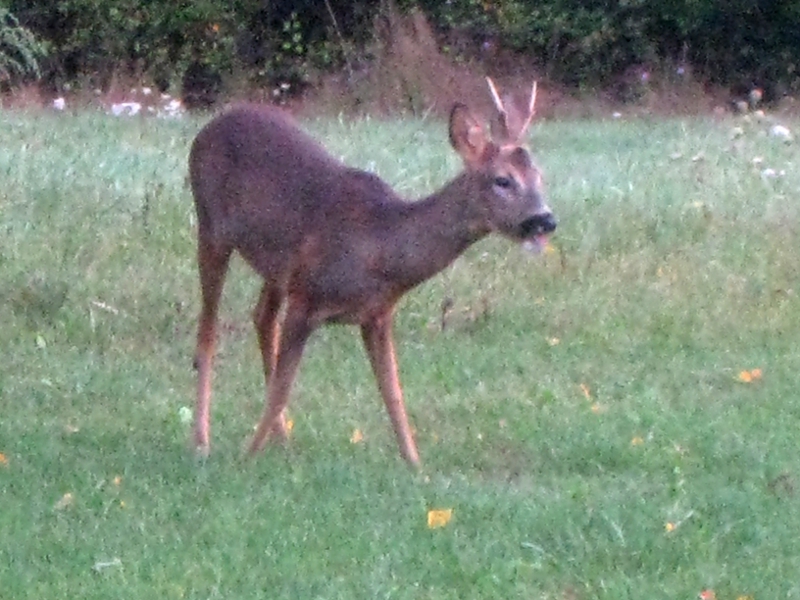 BuckDeer.JPG