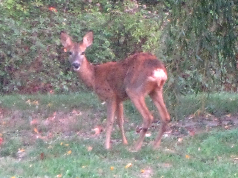DoeDeer.JPG