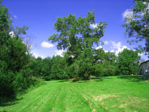 Backgarden2.JPG