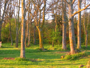 Sunriseontreetrunks.JPG