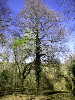Thewoods2.JPG