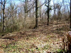 Thewoods3.JPG