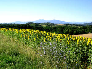 LocalArea.JPG