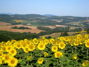 Sunflowers.JPG