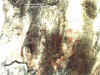 retped6.jpg (74261 bytes)