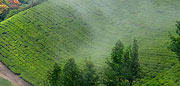 Hill Station