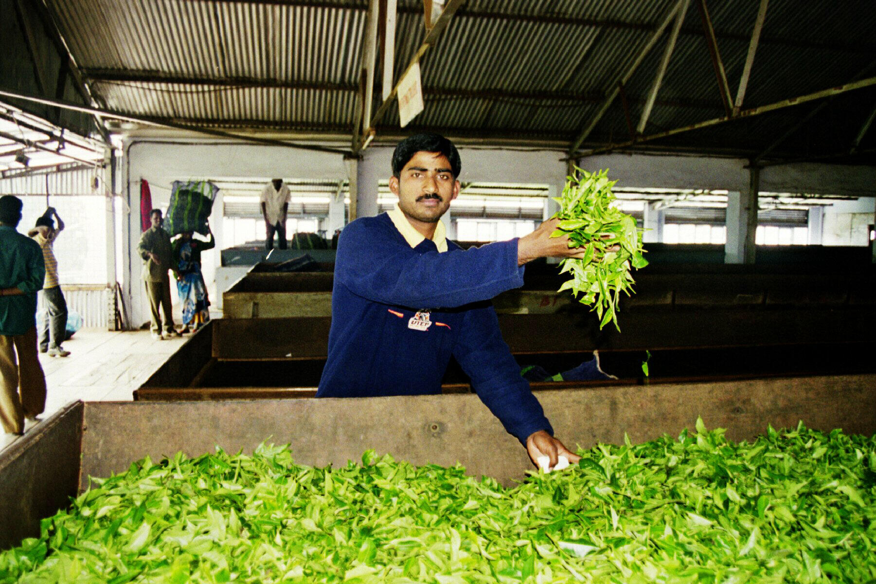Drying Tea, Coornoor