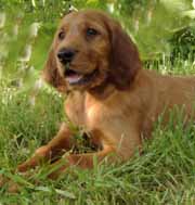 Irish setter puppy