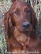 Picture of Sunnydale Irish Setters sale - San Francisco, California.