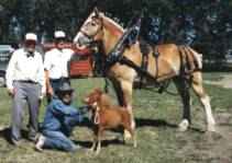 Sunrise Estate Miniature Horses - Are we really related?