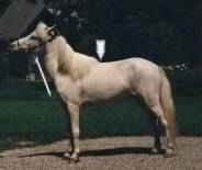 Sunrise Estate Miniature Horses - measuring a miniature horse