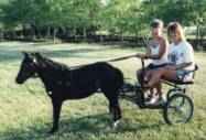 Sunrise Estate Miniature Horses - Enjoying a cart ride