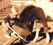 Sunrise Estate Miniature Horses - I'll feed you something too.