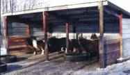 Sunrise Estate Miniature Horses - a horse shelter