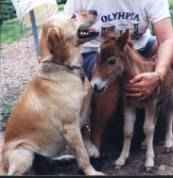 Sunrise Estate Miniature Horses - sometimes dogs are bigger than horses!