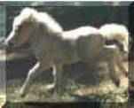 Sunrise Estate Miniature Horses - Aren't babies cute!